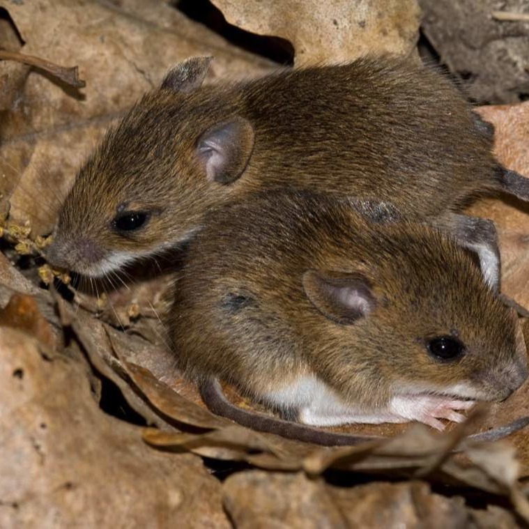 Уничтожения мышей в частном доме в Березниках?