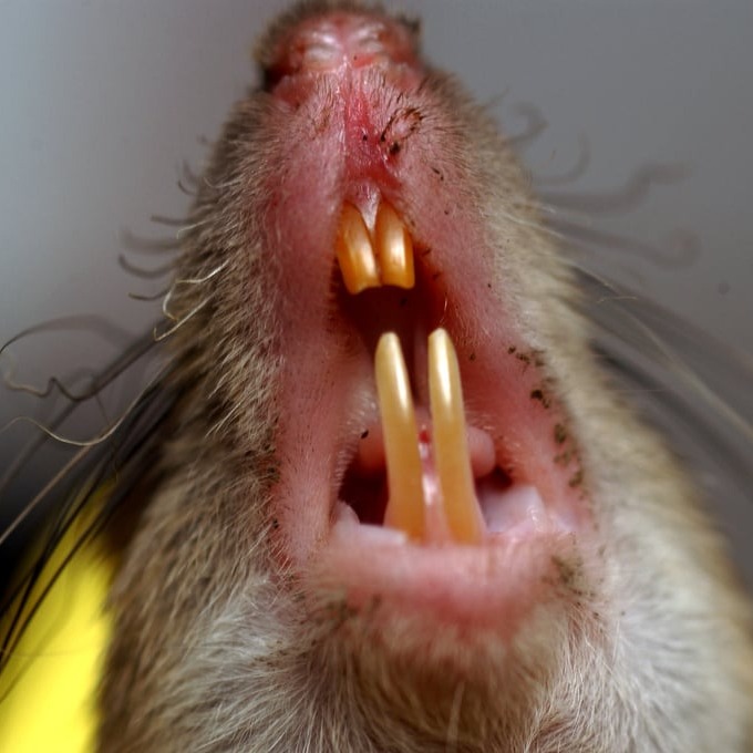 Дератизация крыс в Березниках?